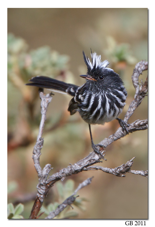 PIED-CRESTED TIT-TYRANT